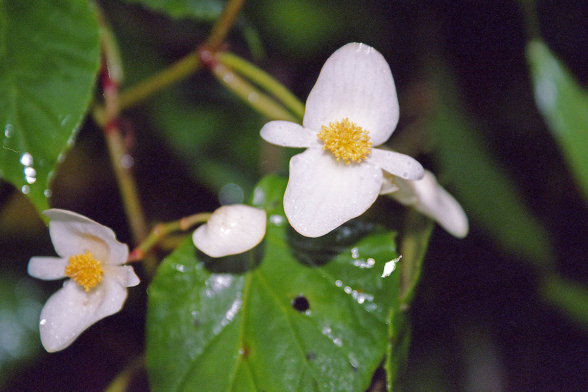 Изображение особи род Begonia.