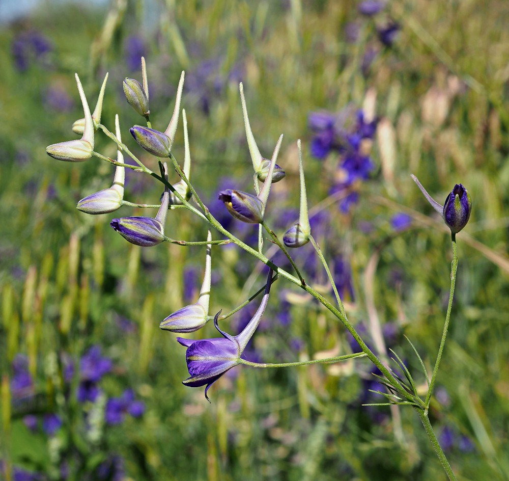 Изображение особи Delphinium consolida.