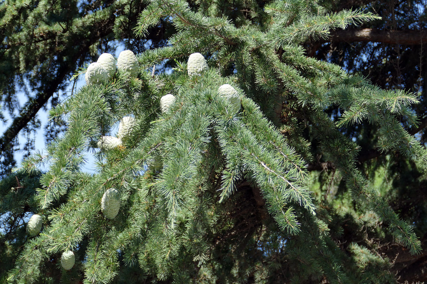 Image of Cedrus deodara specimen.