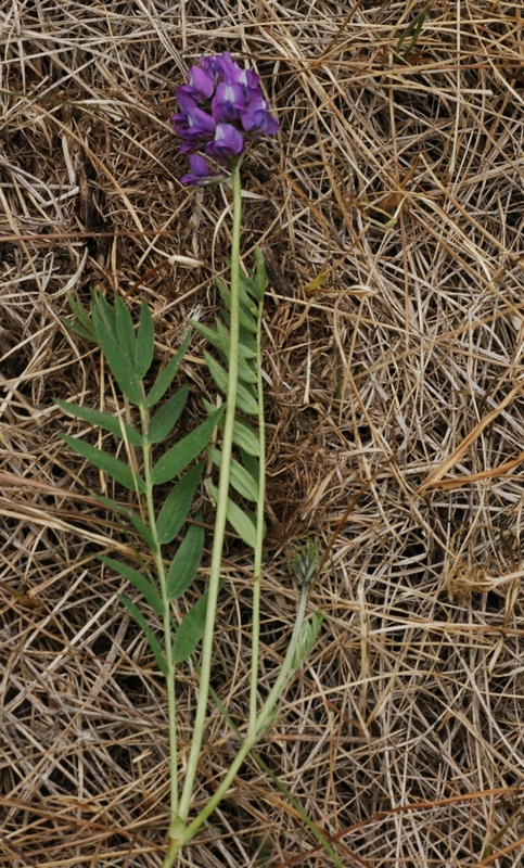 Image of Oxytropis lapponica specimen.