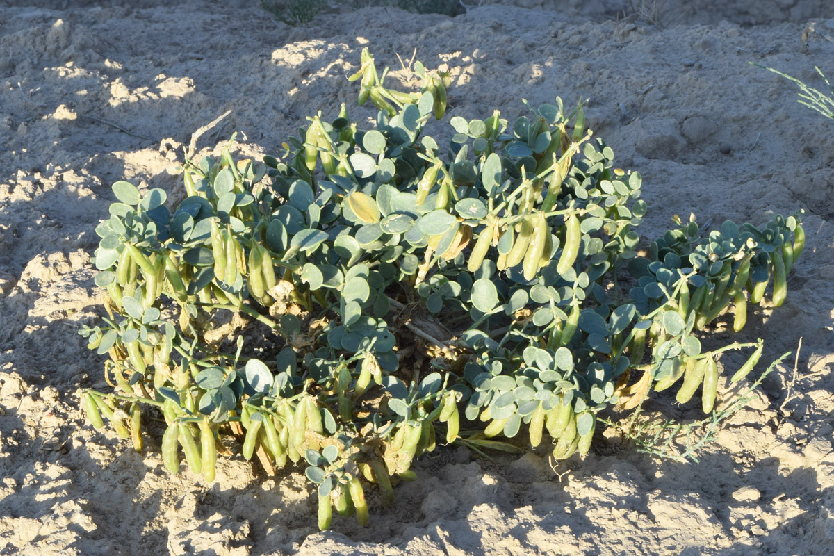 Image of Zygophyllum miniatum specimen.