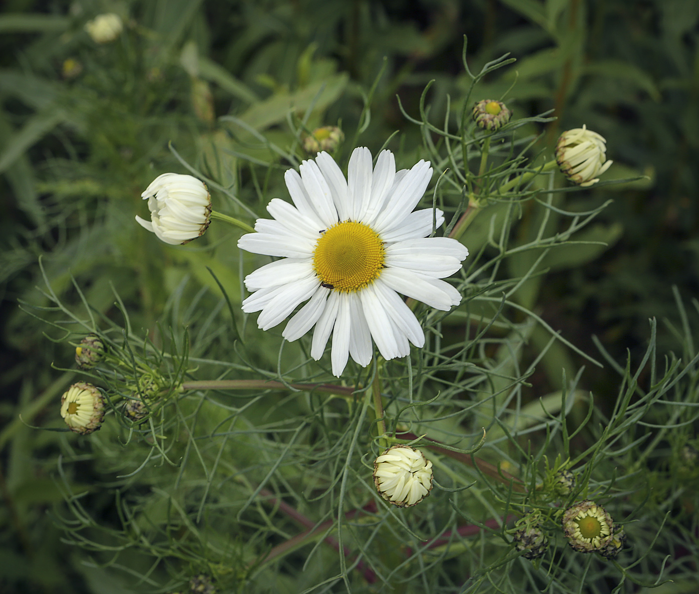 Изображение особи Tripleurospermum inodorum.