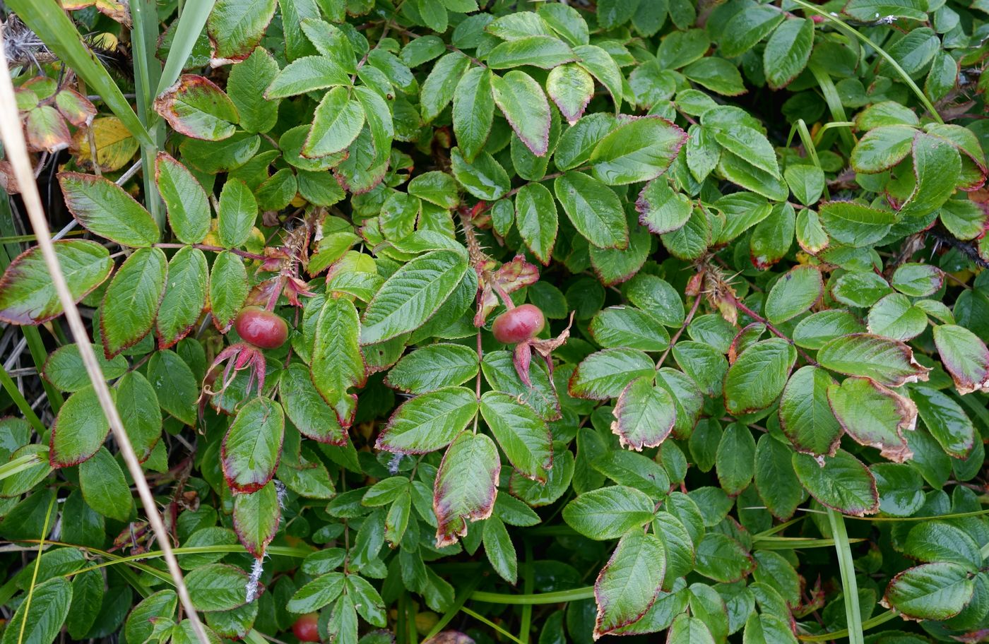 Изображение особи Rosa rugosa.