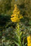 род Solidago. Верхушка побега с соцветием. Краснодарский край, Лазаревский р-н, мкр-н Дагомыс, гора Успенка, 140 м н.у.м., поляна. 04.11.2022.