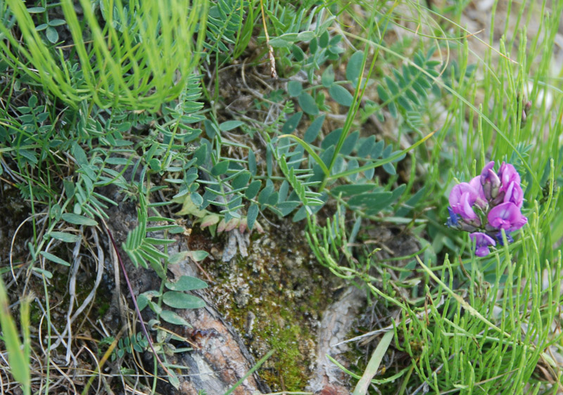 Изображение особи семейство Fabaceae.