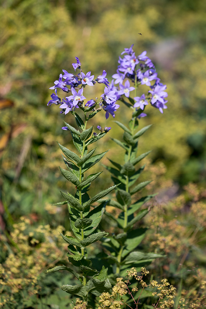 Image of Gadellia lactiflora specimen.