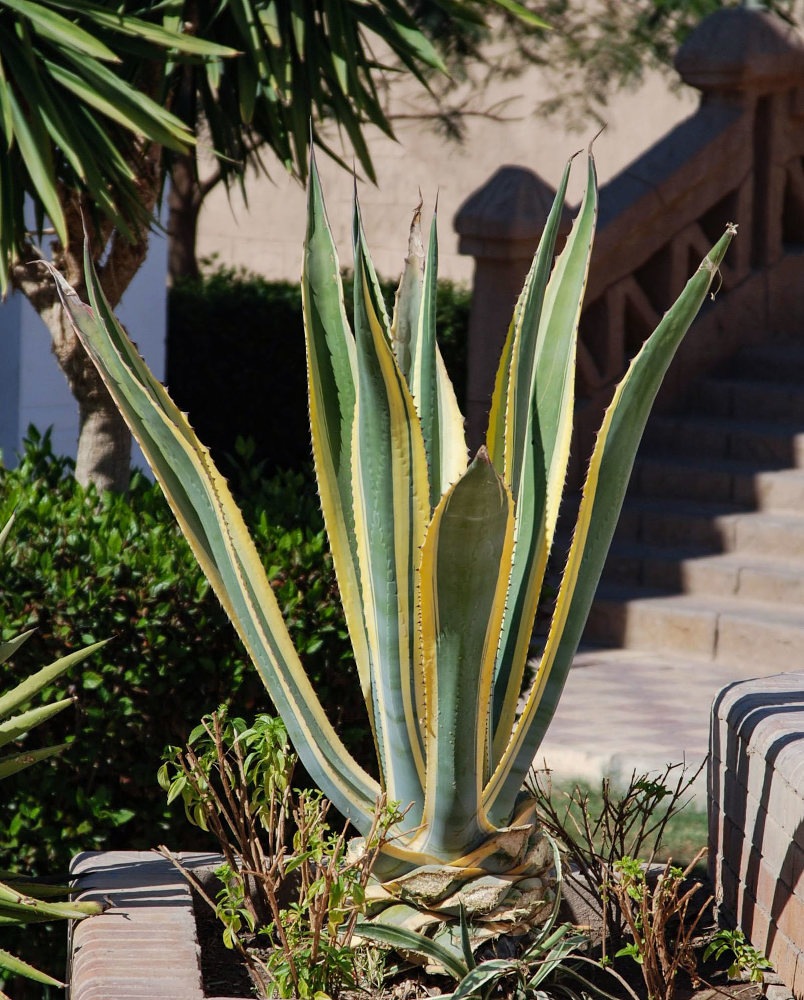 Image of Agave americana var. marginata specimen.