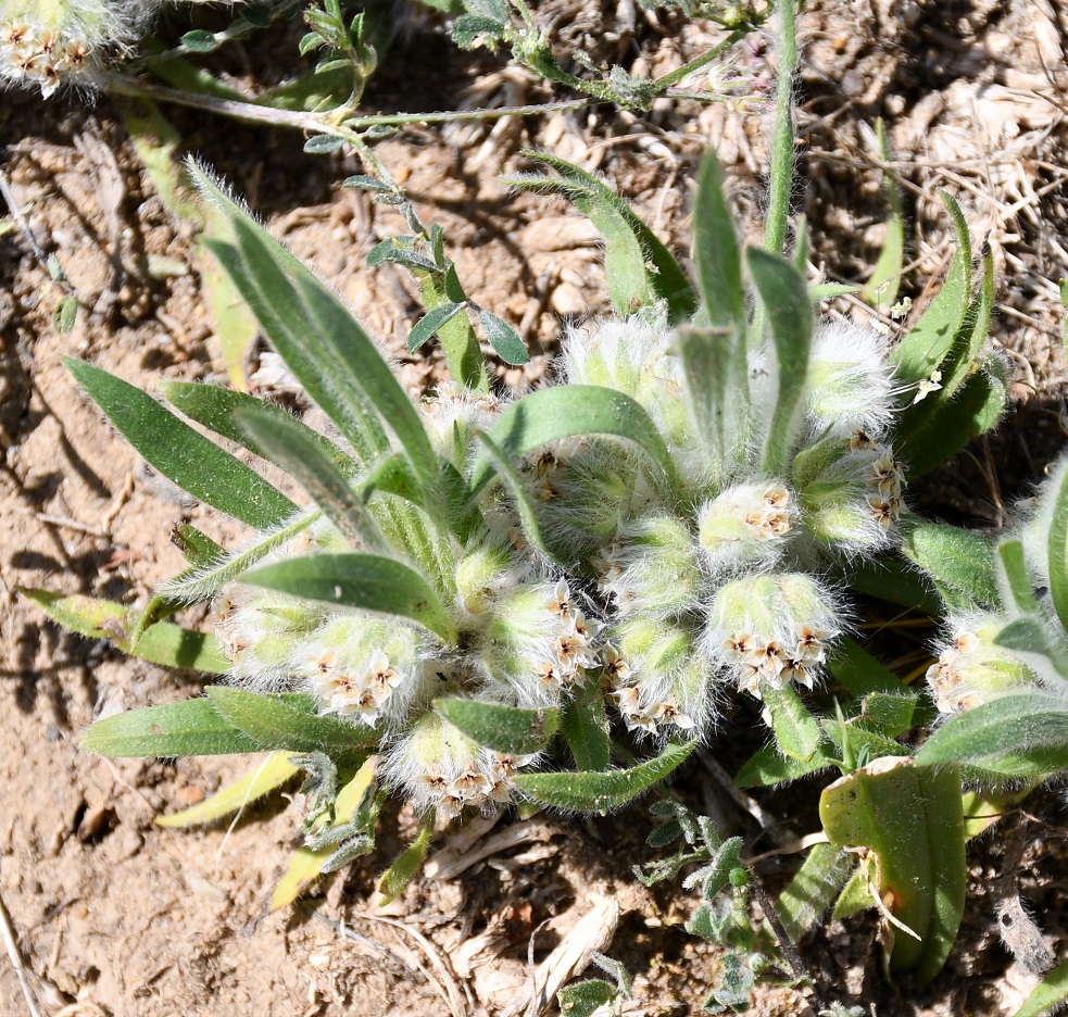 Изображение особи Plantago cretica.