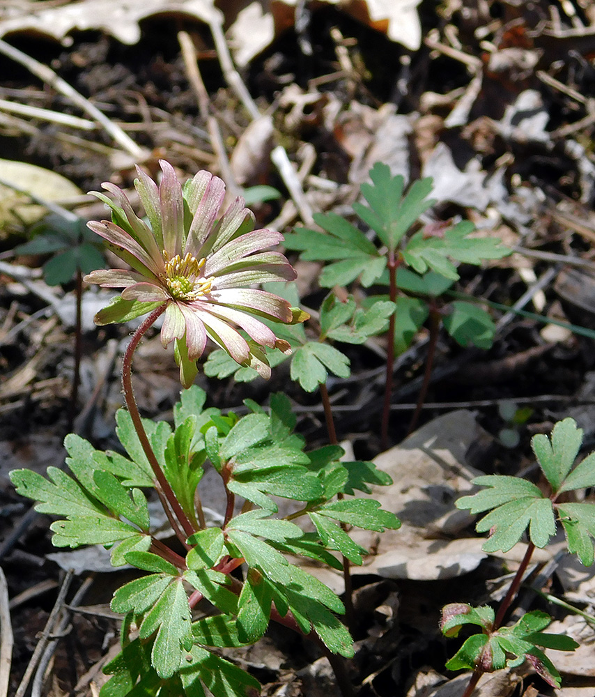 Изображение особи Anemone banketovii.