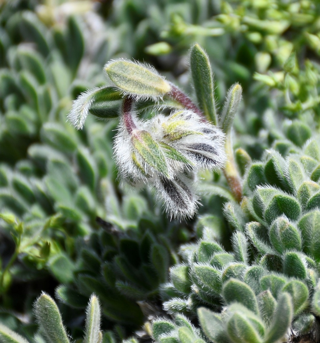 Image of Onosma troodi specimen.