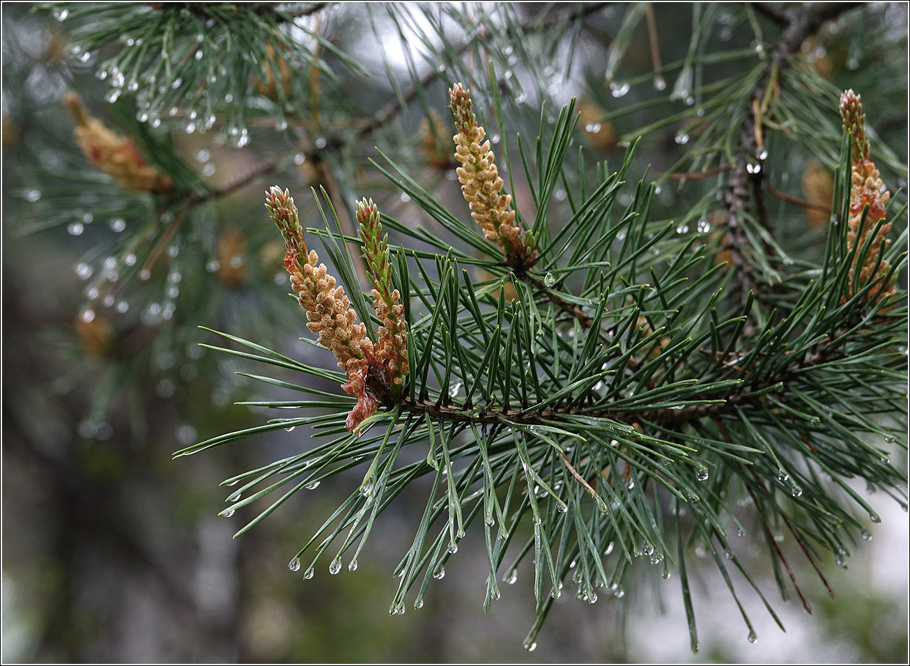 Изображение особи Pinus sylvestris.