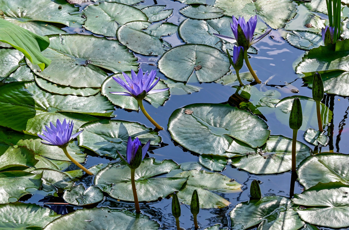 Изображение особи Nymphaea nouchali var. caerulea.