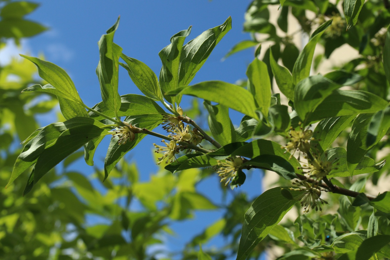 Image of Cornus mas specimen.