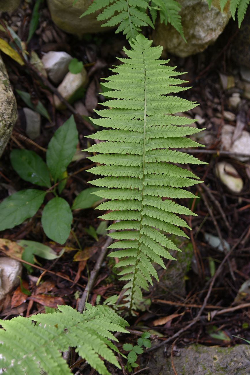 Image of Matteuccia struthiopteris specimen.