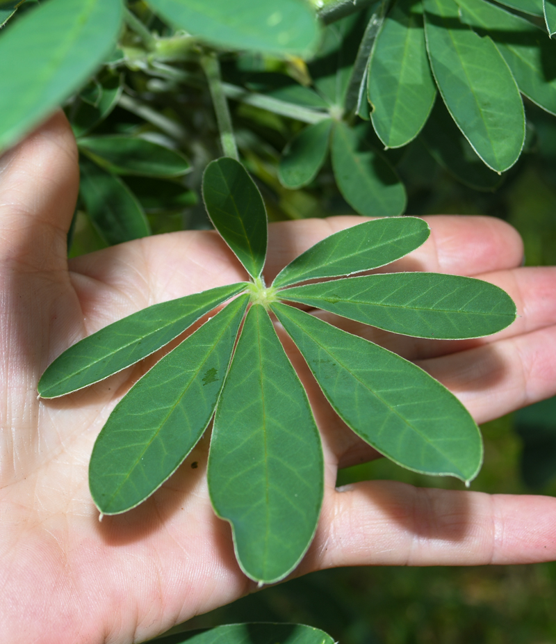 Image of Crotalaria grahamiana specimen.