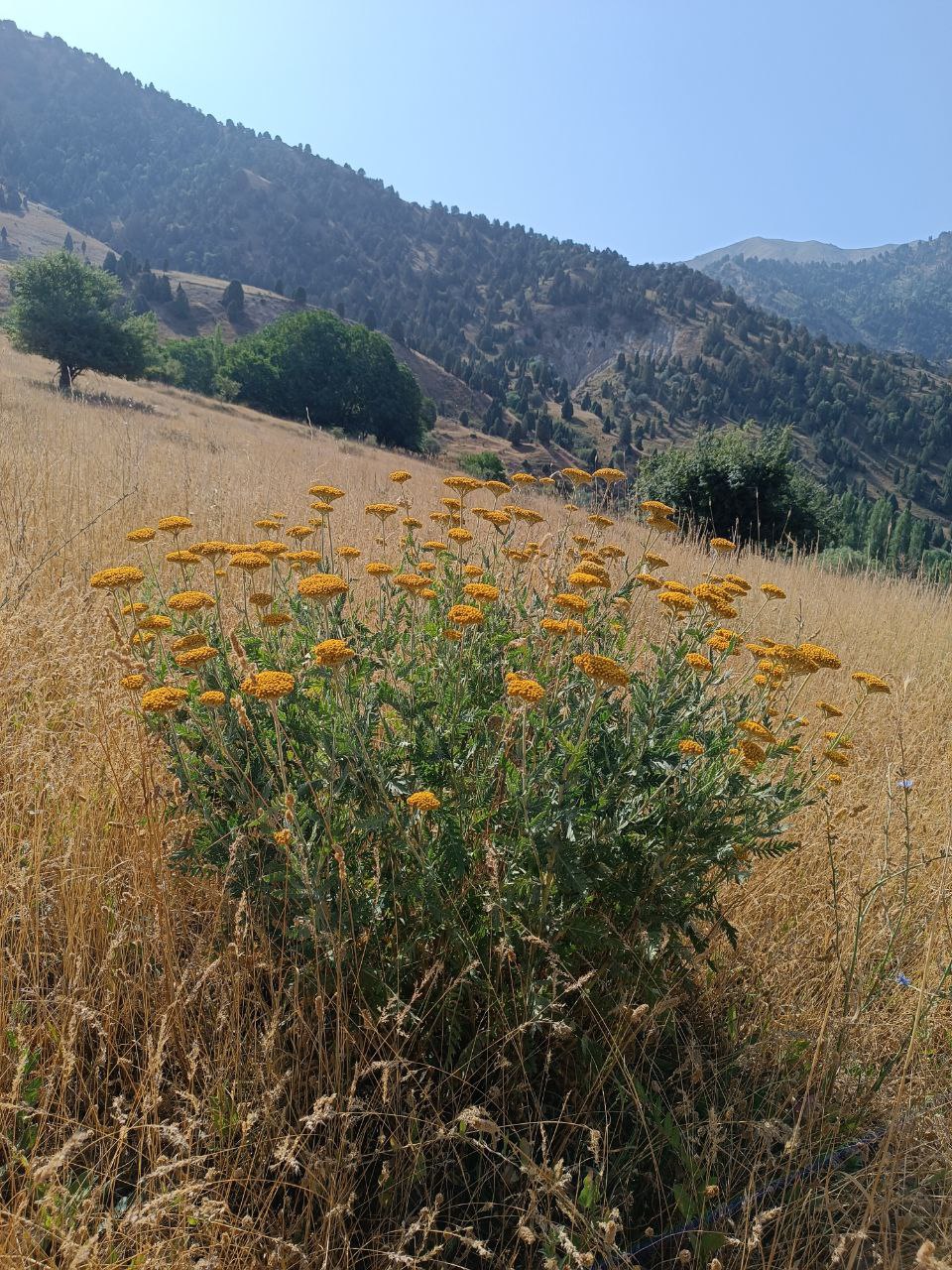 Image of Achillea filipendulina specimen.