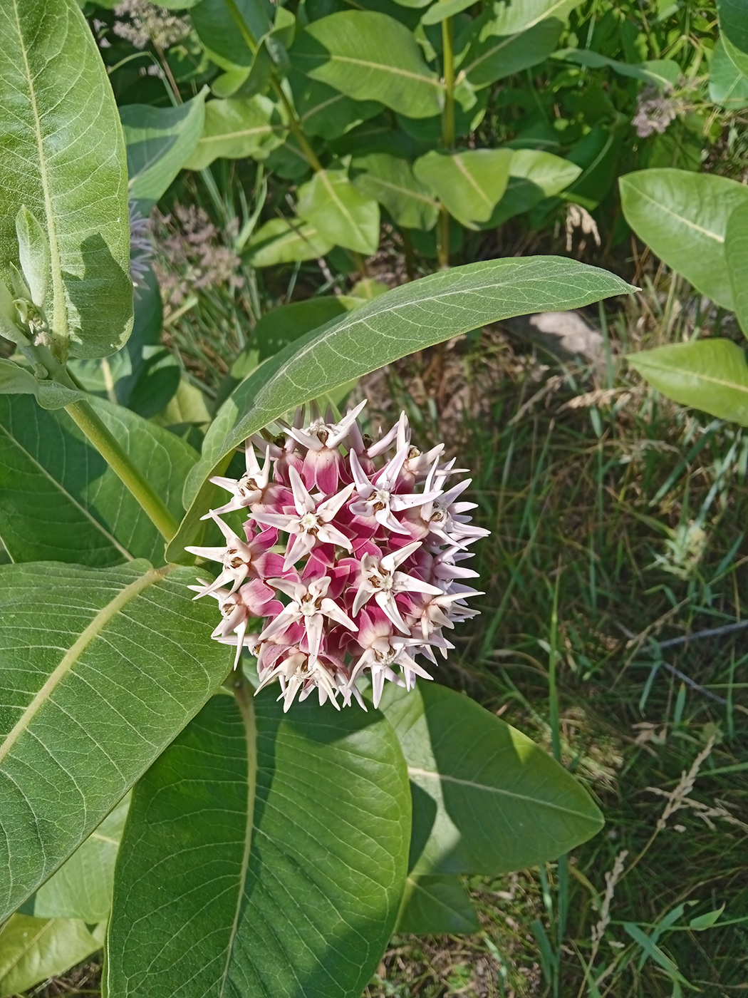 Image of genus Asclepias specimen.