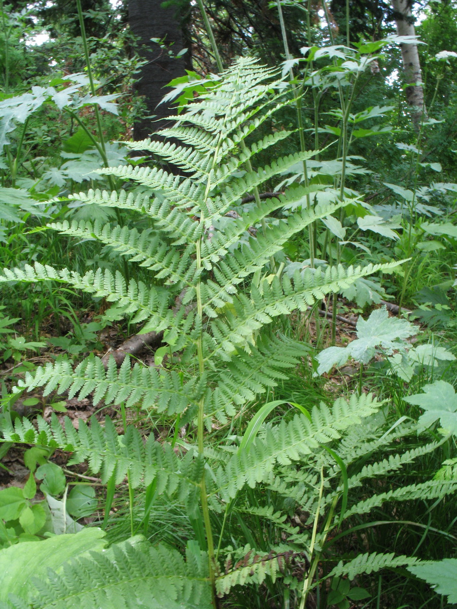 Image of Athyrium monomachii specimen.