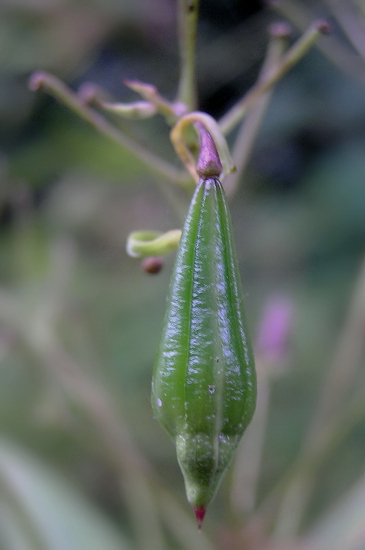 Image of Impatiens glandulifera specimen.