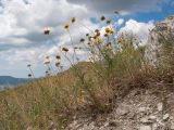 Anthemis tinctoria. Отцветающее растение. Краснодарский край, м/о г. Новороссийск, пер. Маркотх, задернованное скальное обнажение. 08.07.2017.