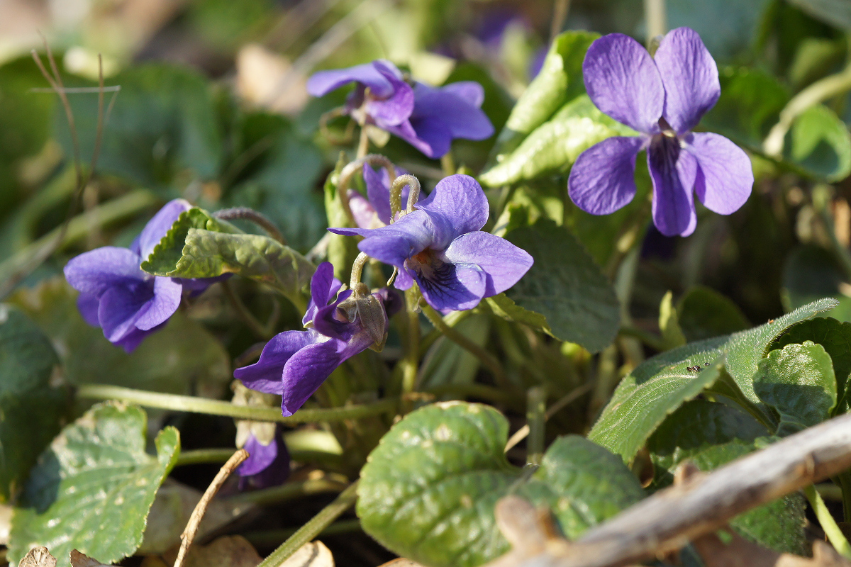 Изображение особи Viola odorata.