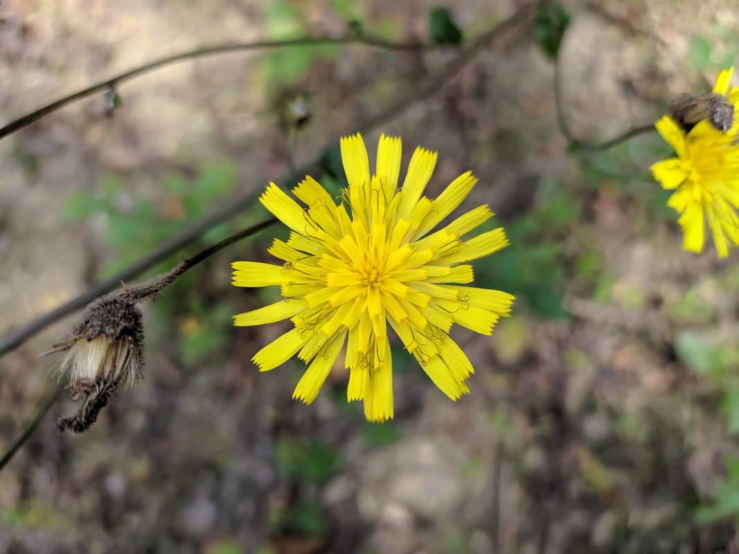 Image of genus Hieracium specimen.