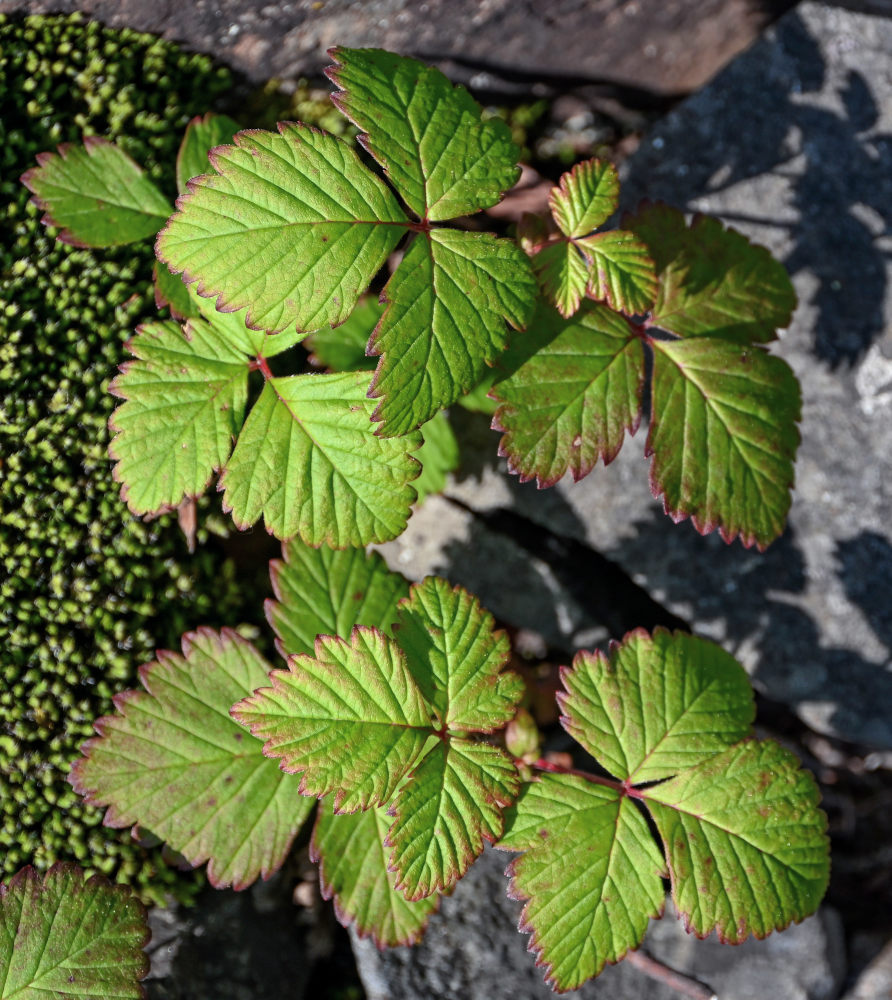 Изображение особи Rubus arcticus.