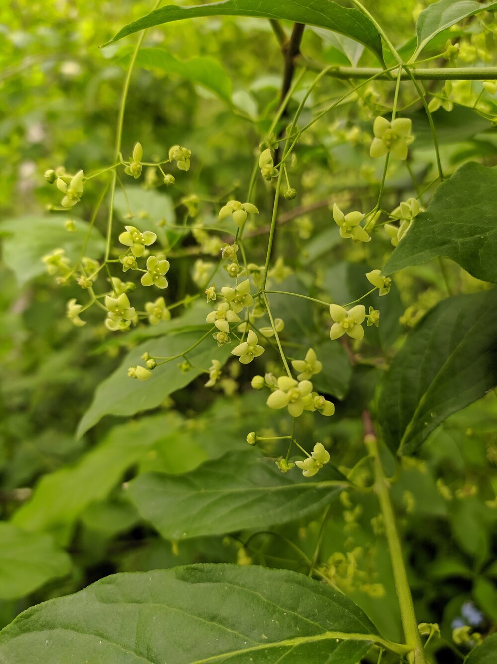 Изображение особи Euonymus latifolius.