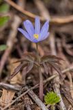 Anemone caucasica