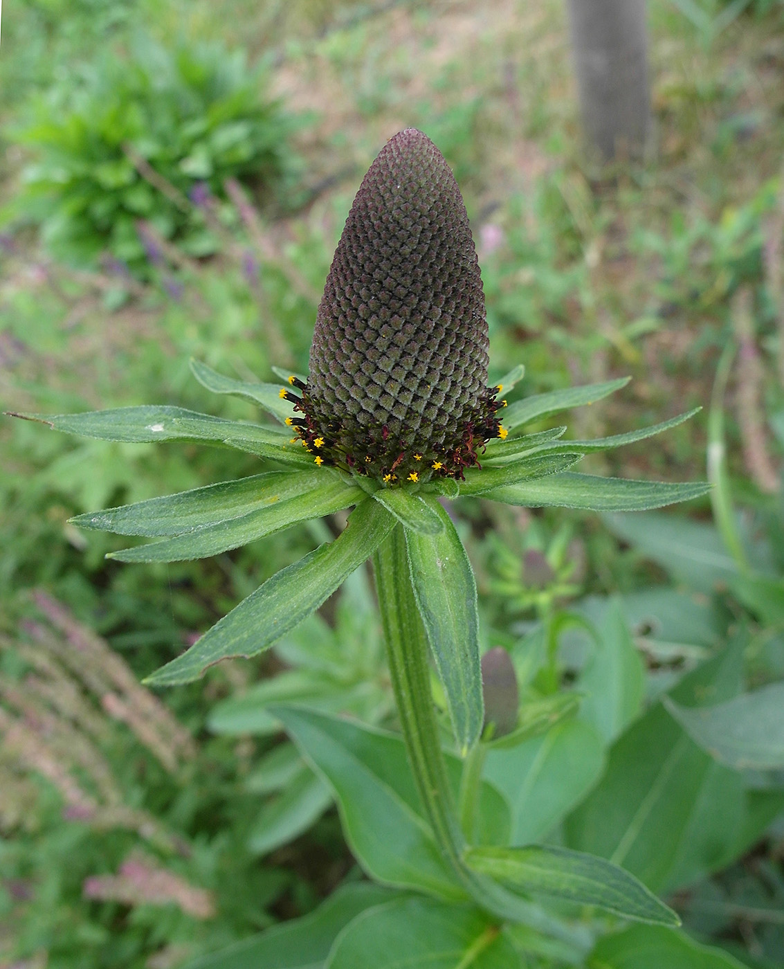 Изображение особи Rudbeckia occidentalis.