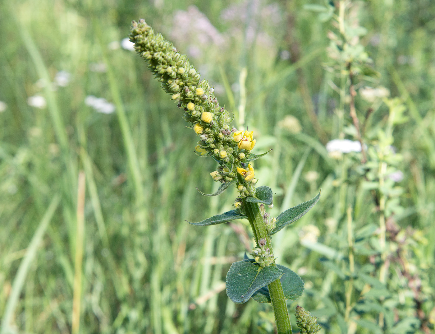 Изображение особи Verbascum nigrum.