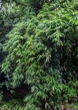 Phyllostachys pubescens. Побеги вегетирующих растений. Китай, провинция Хунань, г. Фэнхуан, бамбуковая роща. 04.06.2024.