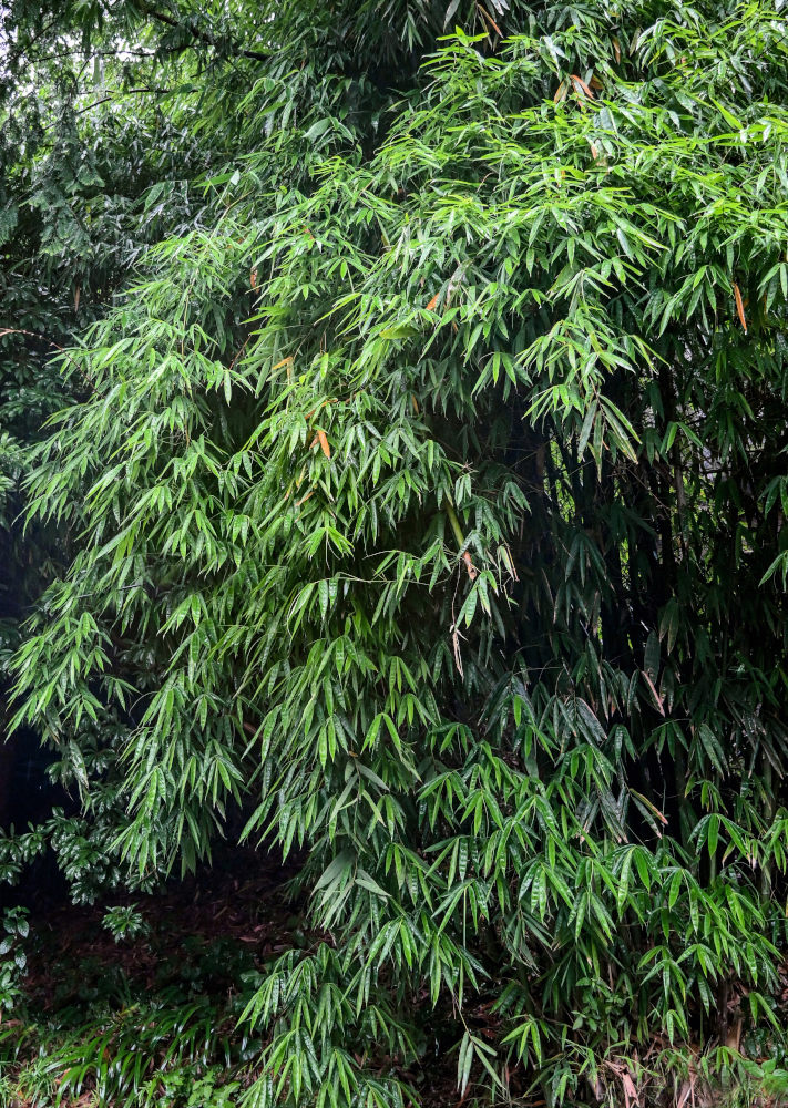 Image of Phyllostachys pubescens specimen.