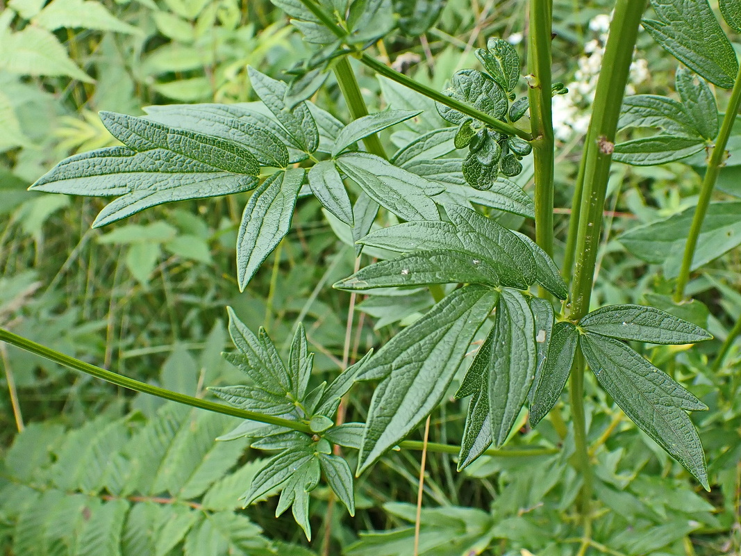 Image of Thalictrum amurense specimen.