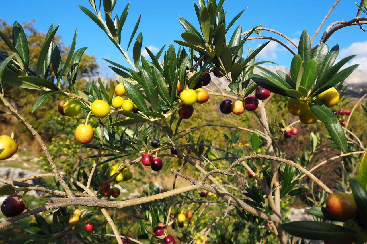 Image of Olea europaea specimen.