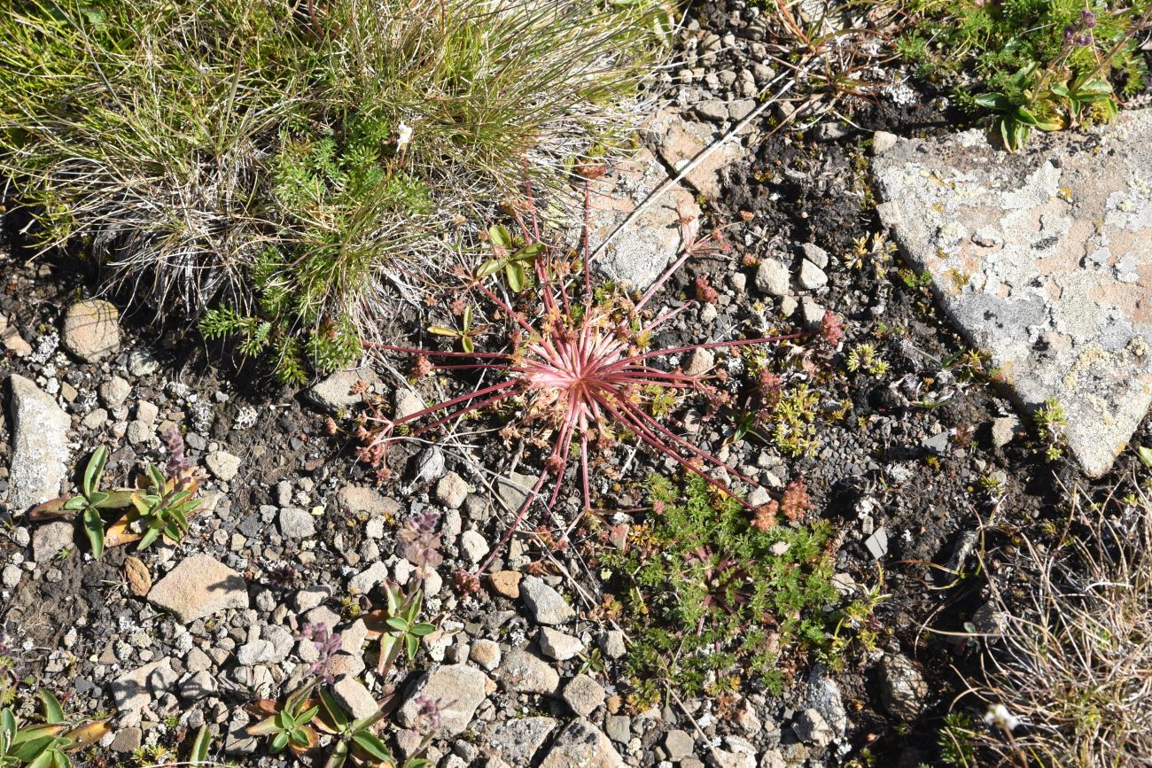 Image of familia Apiaceae specimen.