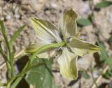 Nigella gallica. Цветок. Испания, автономное сообщество Каталония, провинция Жирона, комарка Рипольес, муниципалитет Сеткасес, окр. курорта \"Вальтер 2000\", ≈2200 м н.у.м., среди блоков подпорной стены у дороги. 11.08.2024.