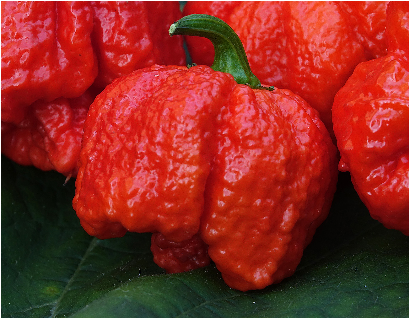 Image of Capsicum chinense specimen.