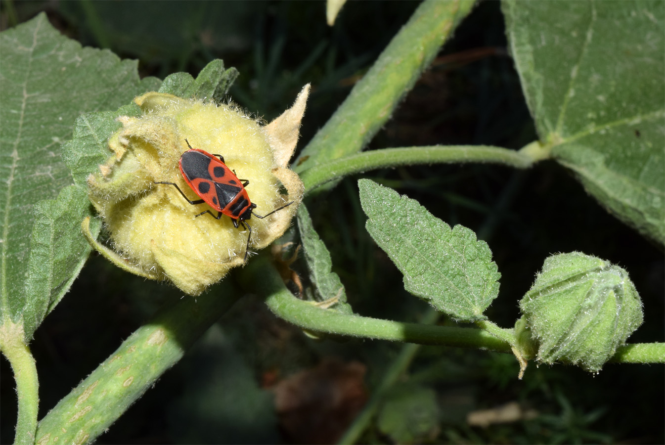 Изображение особи Alcea nudiflora.