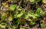 Maianthemum dilatatum