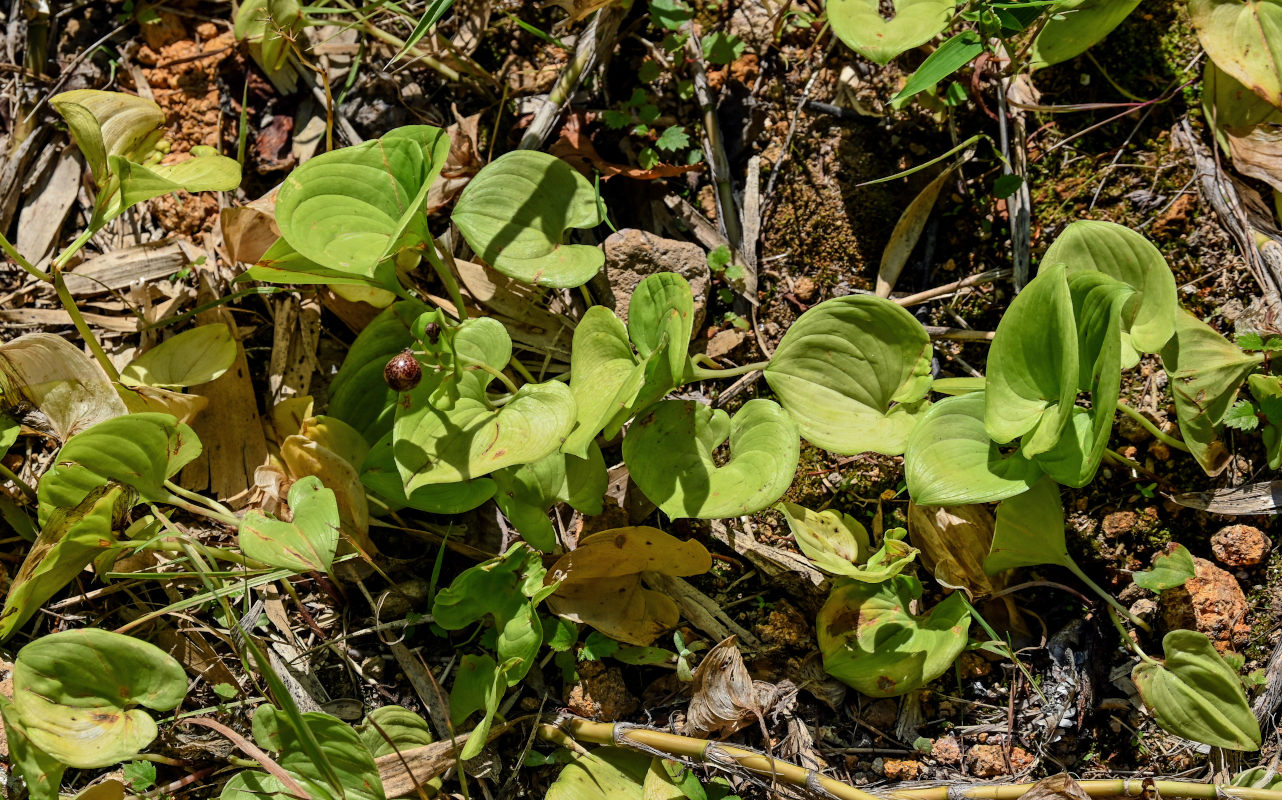 Image of Maianthemum dilatatum specimen.