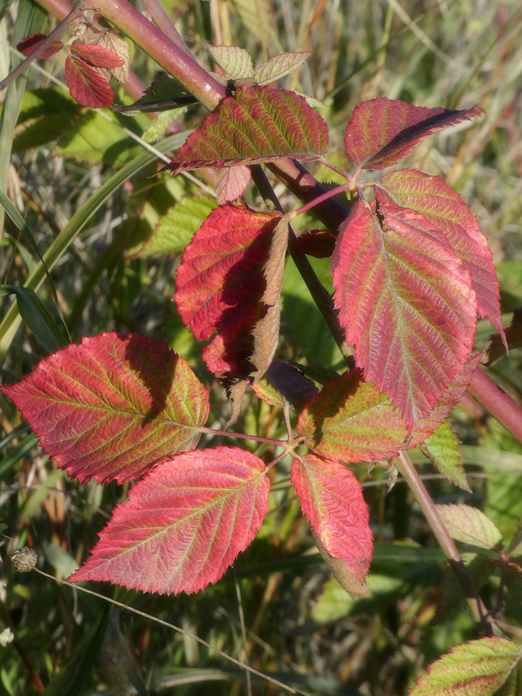 Изображение особи Rubus nessensis.