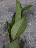 Salix pentandrifolia. Листья (вид на абаксиальную поверхность). Кабардино-Балкария, Эльбрусский р-н, Терскольский лес, окраина поляны рядом с ручьём. 26 августа 2023 г.