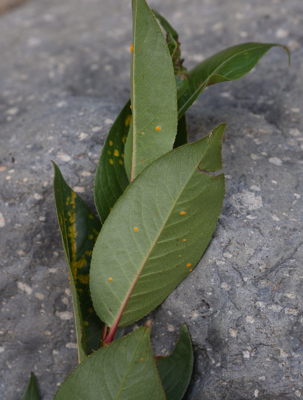 Изображение особи Salix pentandrifolia.