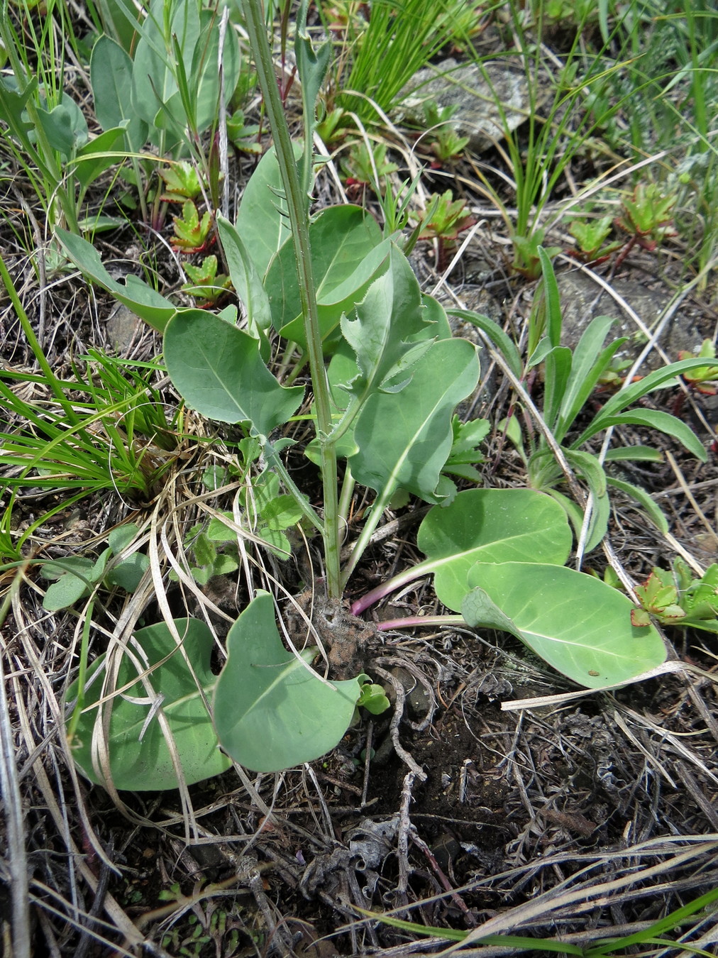 Изображение особи Klasea marginata.