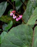 Begonia guangxiensis. Соцветие и часть листа. Китай, Гуанси-Чжуанский автономный р-н, г. Синпин, широколиственный лес, каменистый склон. 01.06.2024.