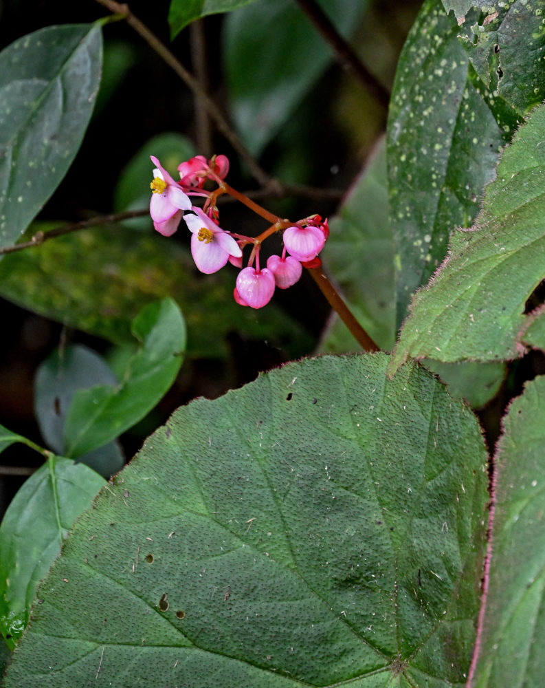 Изображение особи Begonia guangxiensis.