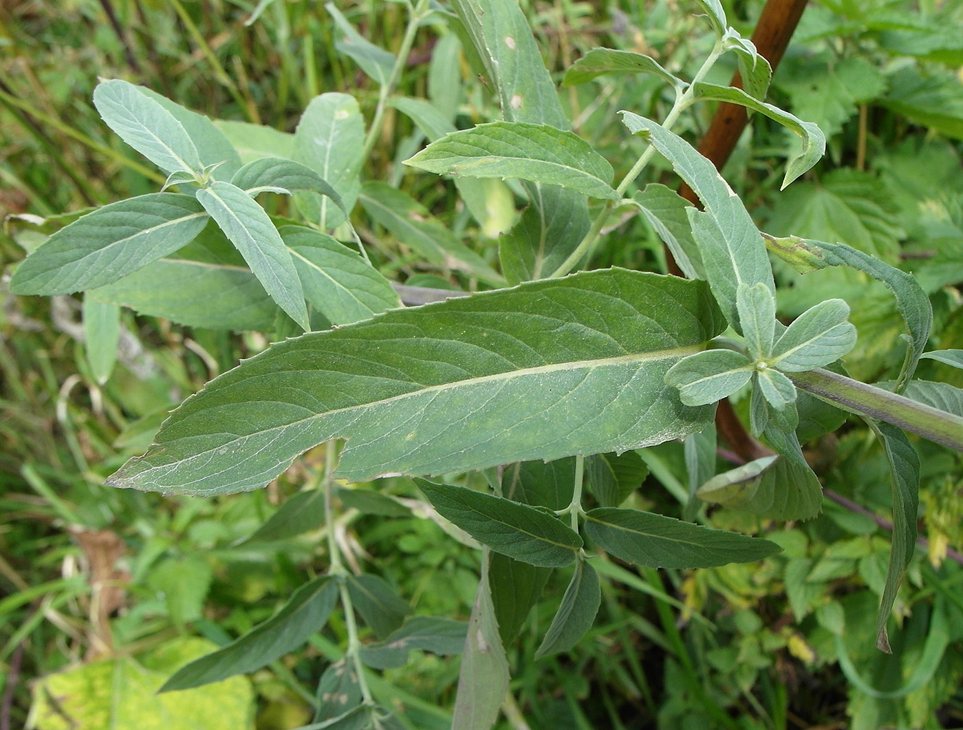 Изображение особи Mentha asiatica.