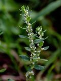 Polygonum aviculare. Верхушка побега с соцветиями. Московская обл., окр. г. Железнодорожный, дол. р. Чёрная, окраина залежи. 26.08.2024.