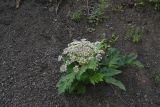 Heracleum leskovii. Цветущее растение. Чечня, Шаройский р-н, окр. с. Хакмадой, ведущая с перевала дорога, выс. 1750 м н.у.м., щебнистая осыпь. 1 июля 2024 г.